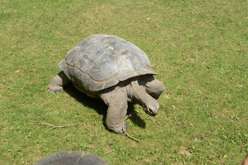 Giant Tortoise1.JPG